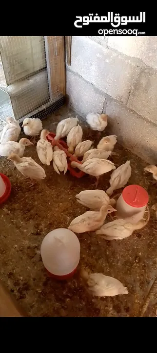 صوص حبش ابيض هولندي جامبو