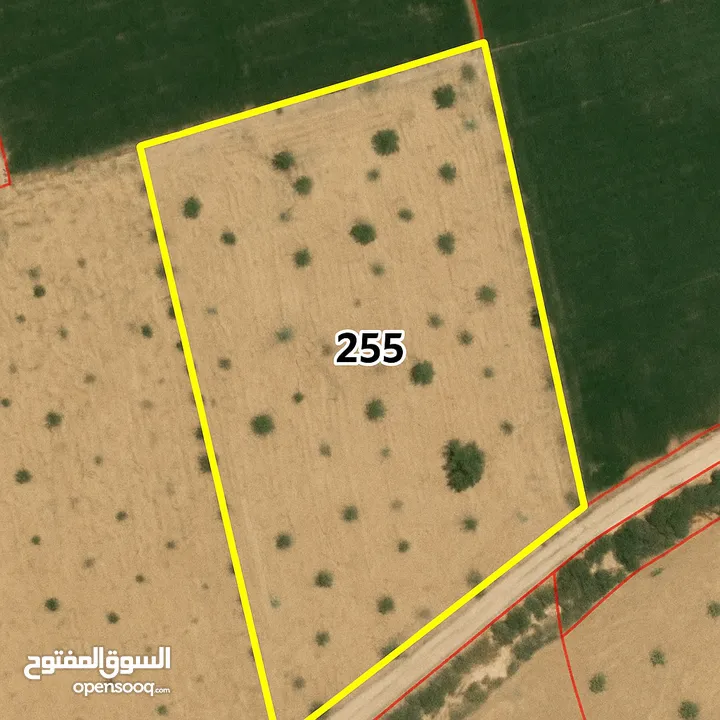 Prime 45-Dunam Flat Land for Rent – Ghor Al Rama, South Shouna, Dead Sea Area