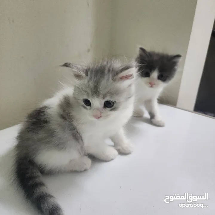 قطط شيرازي تركي صغيره للبيع kittens shiraze turkey for sale