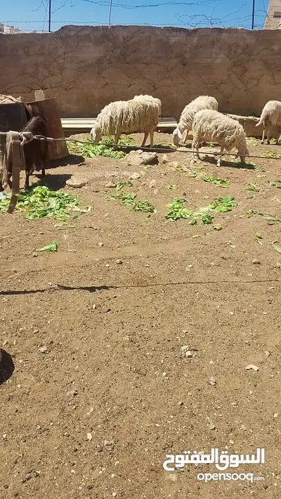 فحل خاروف العساف الفلسطيني