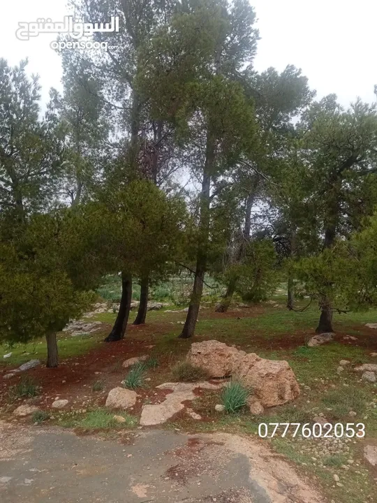 مزرعة 4 دونمات مشجرة  في منطقة نادرة   مجاورة للغابة مع بئر ماء مطلة ومرتفعة بسعر مغري