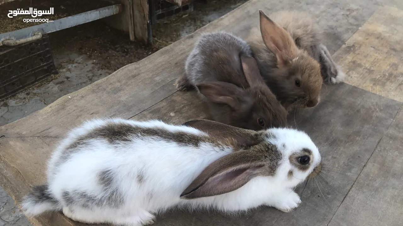 مجموعة أرانب وجميع الاعمار للبيع