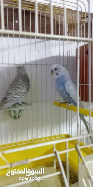 اللبيع 3جواز حب اللبيع اربد دوار صحاره مع 3كواخ وقفص 3معالف