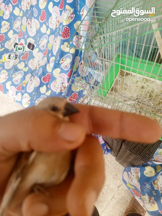 حسون صحراوي  شحرور.