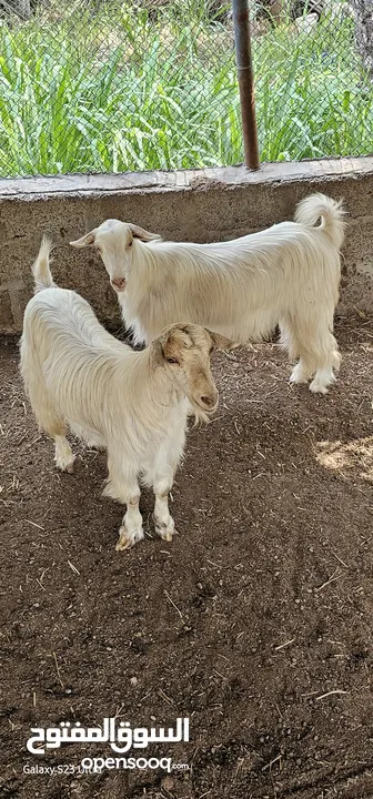 للبيع حلال الجواميد وحلال سوري