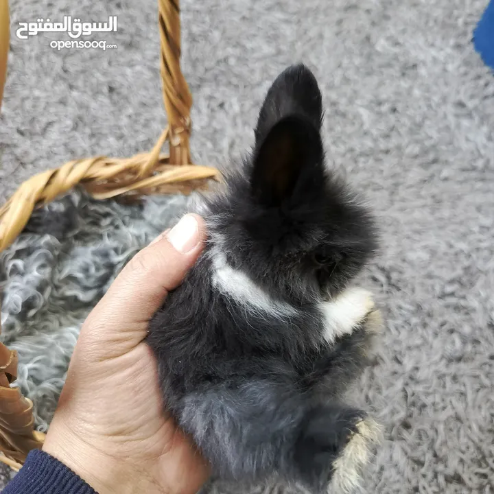 أرانب نوع تيدي بير وليون هيد