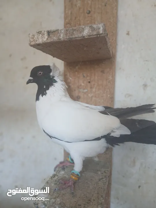 طواير مخليف للبيع