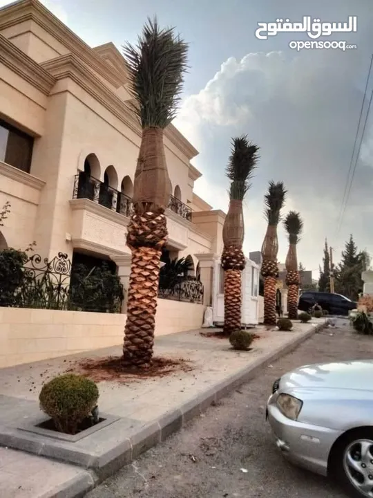 أجود انواع النخيل