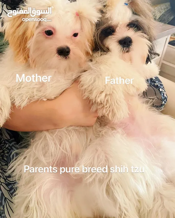 Shih Tzu puppies looking for new home