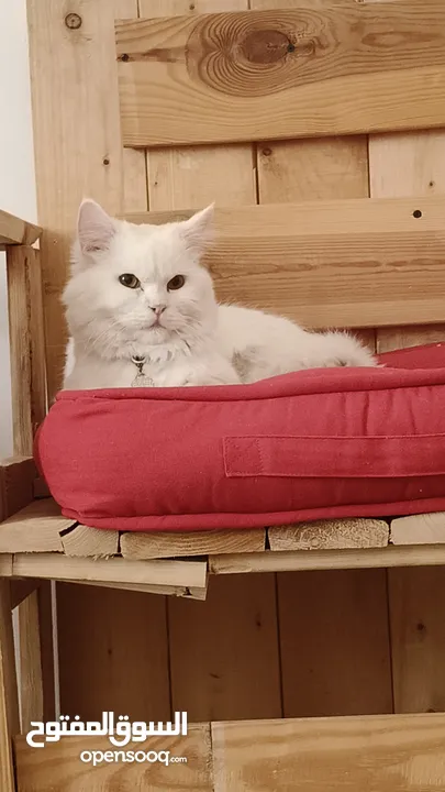 percian socialy kind withot voice persian cat