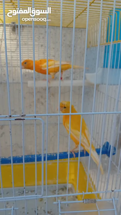 جوزين كنارللبيع أهالي اخذت من كل جوز بطن