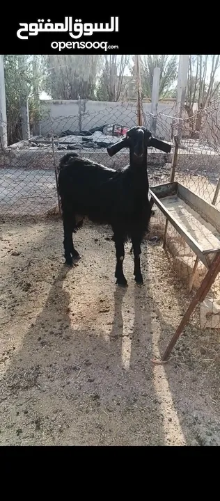 جدي شامي ابيض ابرص توب ثني حبتين على كل جال وثلث معزا مراح توب التوب مقنوي