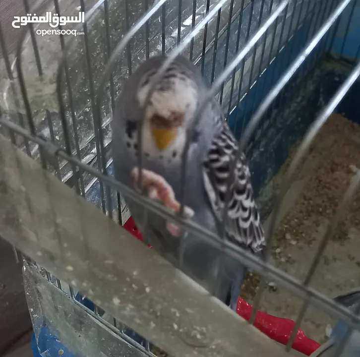 حب.. اناثي كبيرة وجاهزة ومعبية فل الفل  وبالفيديو ازواج مميزة الوان  مقنبرات