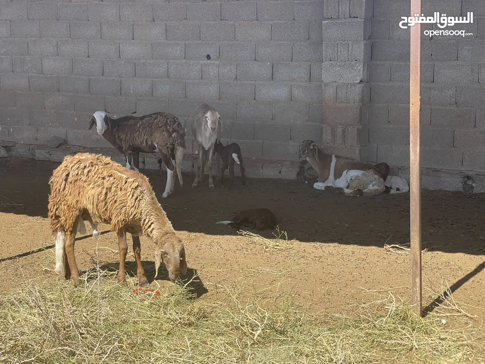 مزرعة نص هكتار جاهزة وجميلة تضم استراحتين وحوض سباحة وزرايب واشجار مثمرة