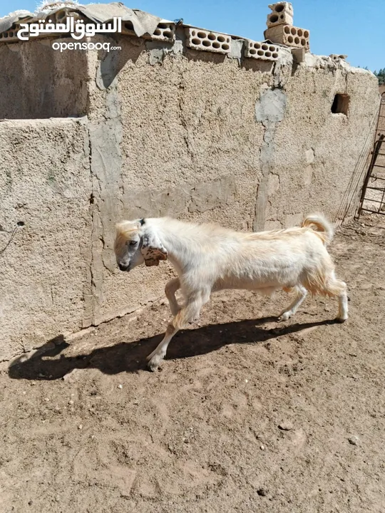 بسم الله ماشاءالله تبارك الرحمن ثني بعدو مو مبدل النوع (الصفدي)