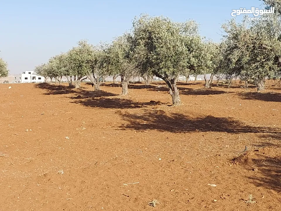 مادبا ماعين ارض زراعية مميزة عليها مزرعة زيتون جاهزة واصل جميع الخدمات مساحتها 4500 م