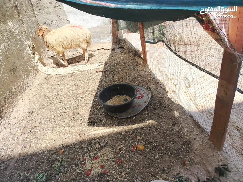 خارف بلدي للبيع