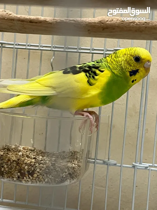 Breeding pair of Budgies with everything thing