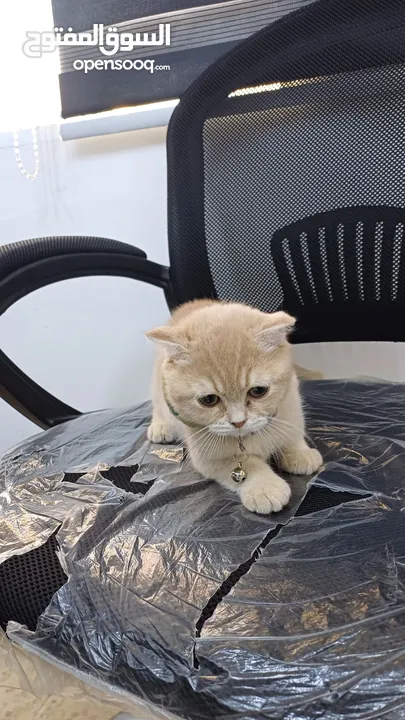 ذكر سكوتش شورت هير لون مميز