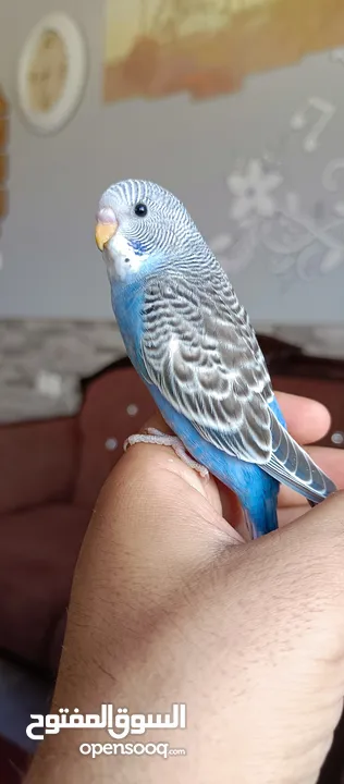 طيور حب نوعيه ممتازه