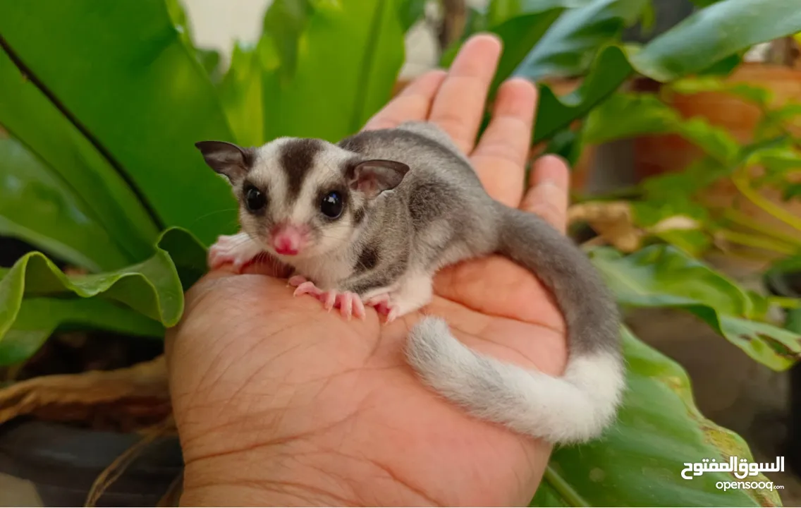 Suger glider السنجاب الطائر للبيع