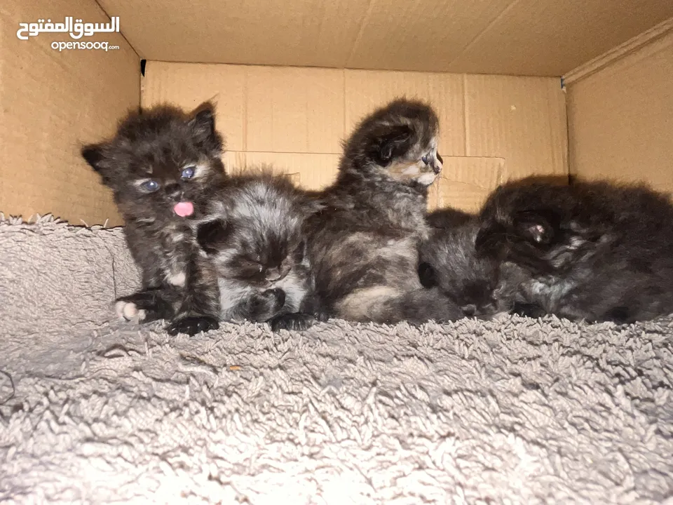 ‏بس هملايا