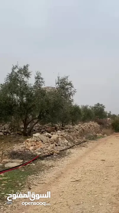 ارض للبيع نابلس_طلوزه