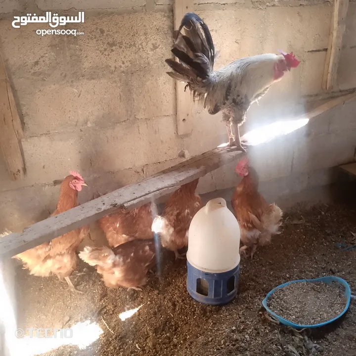 خمس جاجات وديك نخب بياضات