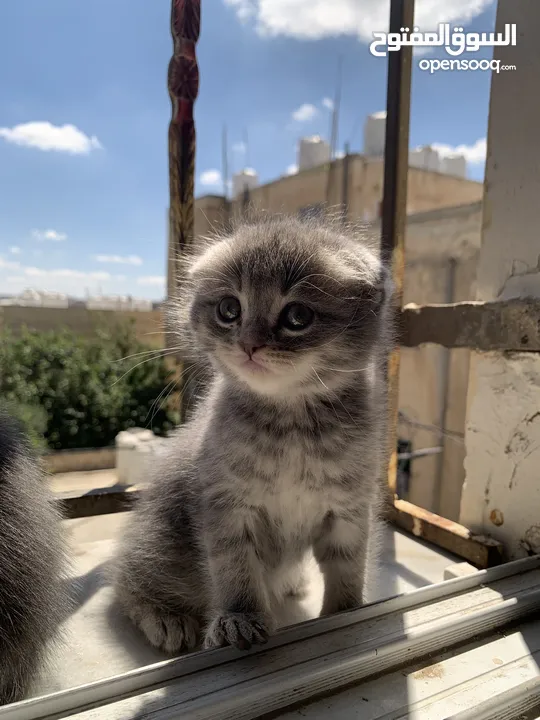 سكوتش فولد