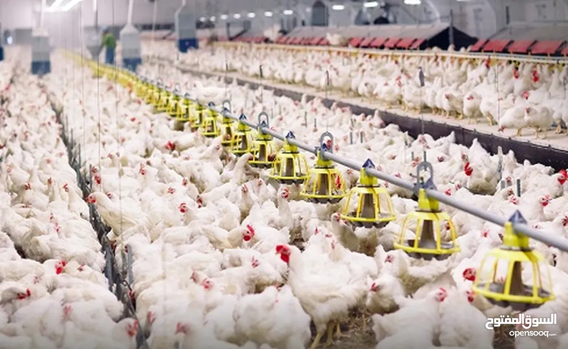 مطلوب شريك لمشروع دواجن انتاج دجاج موجود حاليا 12 حظير دجاج و متوفر مساحه ارض لتوسع في مشروع