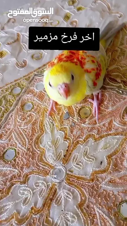 للبيع فرخ روزيلا أو مزمير