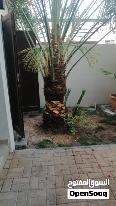 لتنظيف النخيل والواشنتونيا والاهتمام بالحدائق والثمار بكافه انواعها