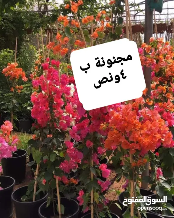 متوفر جميع انواع الاشجار المثمرة والزينة والورود وخدمة الزراع وتنسيق الحدائق وجميع انواع القواير