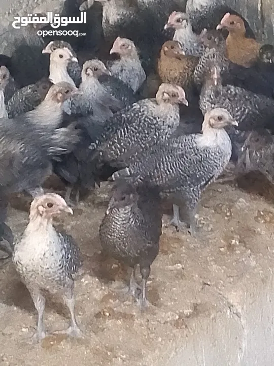 فرخات دجاج عمر شهر ونص