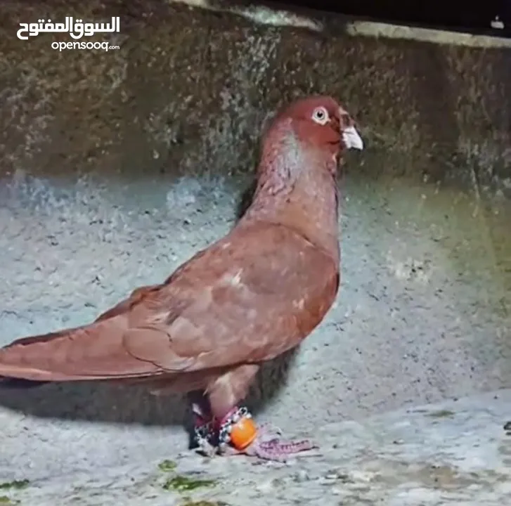 حمام بسعررر حررق