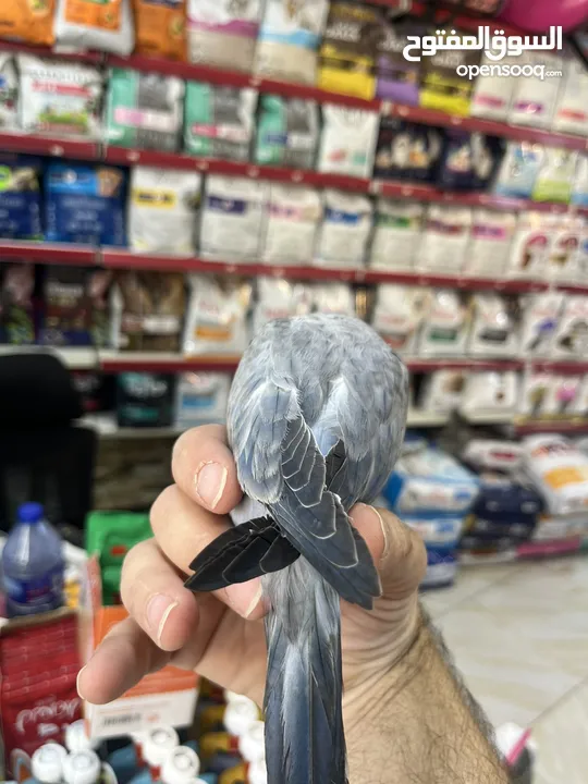 كويكر طفرة سينامون أليف راقص لعوب متكلم تابع الوصف للأهمية