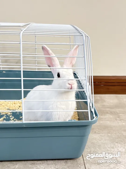 Selling a Dwarf Rex Mix Rabbit
