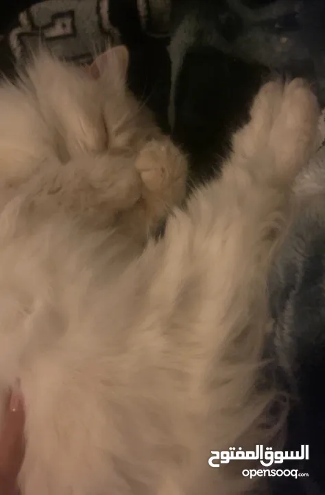 شيرازي للبيع عمرها سنة وشوي سعرها 600(قابل للتفاوض المعقول) اجتماعية وبترد عصحابها ومتعودة عالحمام