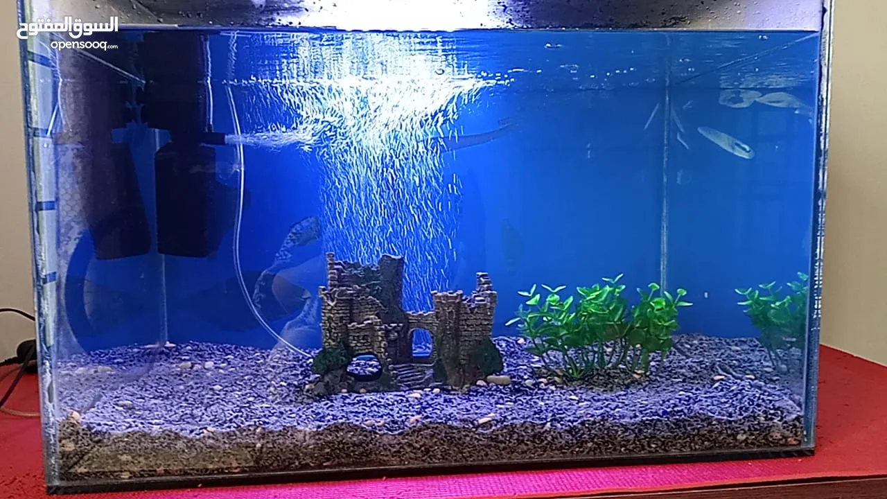 Fish tank with all accessories table and fish