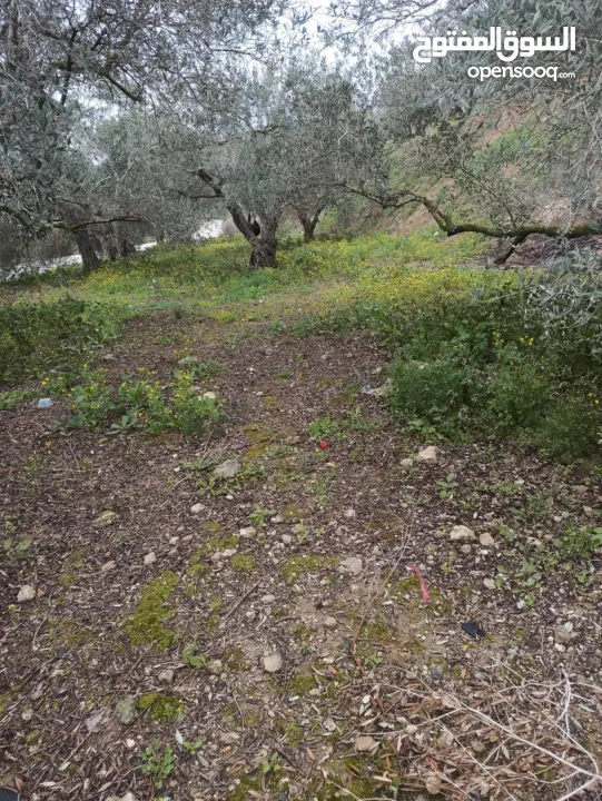 القبة الذهبية اراضي بلعا دير الغصون