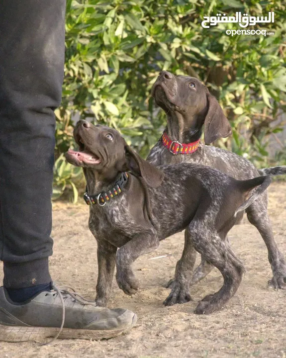 German pointer dog for sale