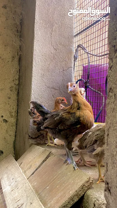 دجاج عماني محلي (ذكور و إناث) بريال الواحدة