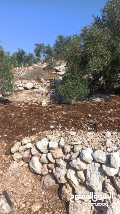 القبة الذهبية اراضي بلعا دير الغصون