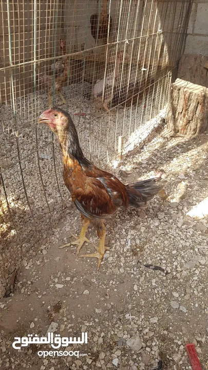 دجاج بكستاني