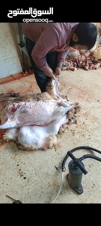 لحام منزلي متنقل لذبح كافة الاضاحي والعقائق والنذور