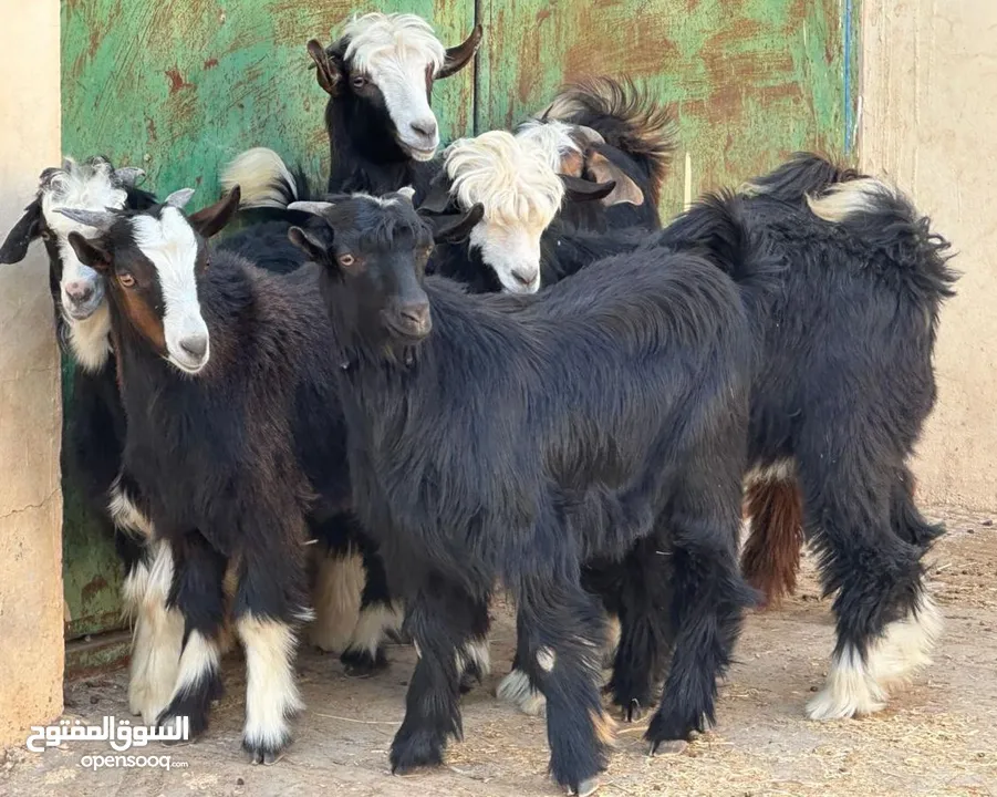 جدايه جباليات سمان حلال طيب لتربيه ولذبح