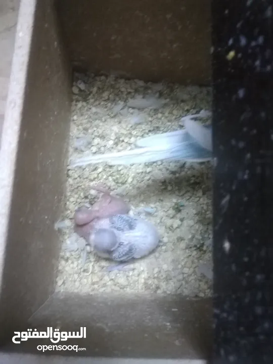 3 جواز حب مع فراخ  بيض مقفصات للبيع