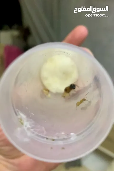 ملكة نمل النجار Carpenter ant queen