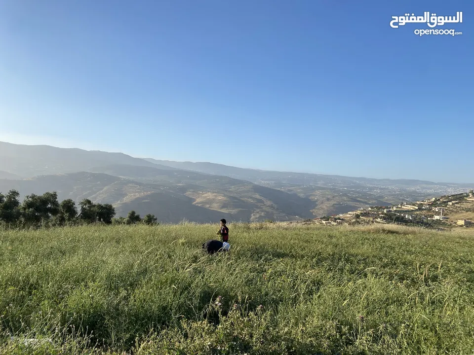 ارض زراعية في المصطبة