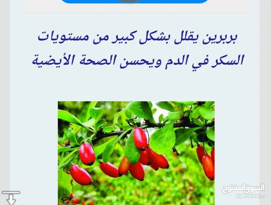 البربرين او الزعرور البري الداعم الاول لصحة مرضى السكري والكوليسترول بنسبة نقاء 95%